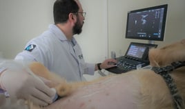 clínica veterinaria faesa